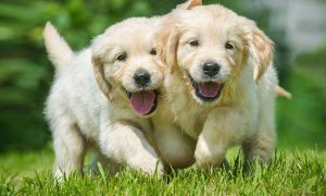 How a Veterinary Practice Should Handle Online Reviews