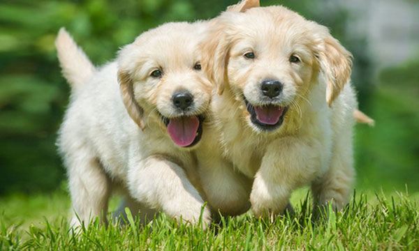 How a Veterinary Practice Should Handle Online Reviews