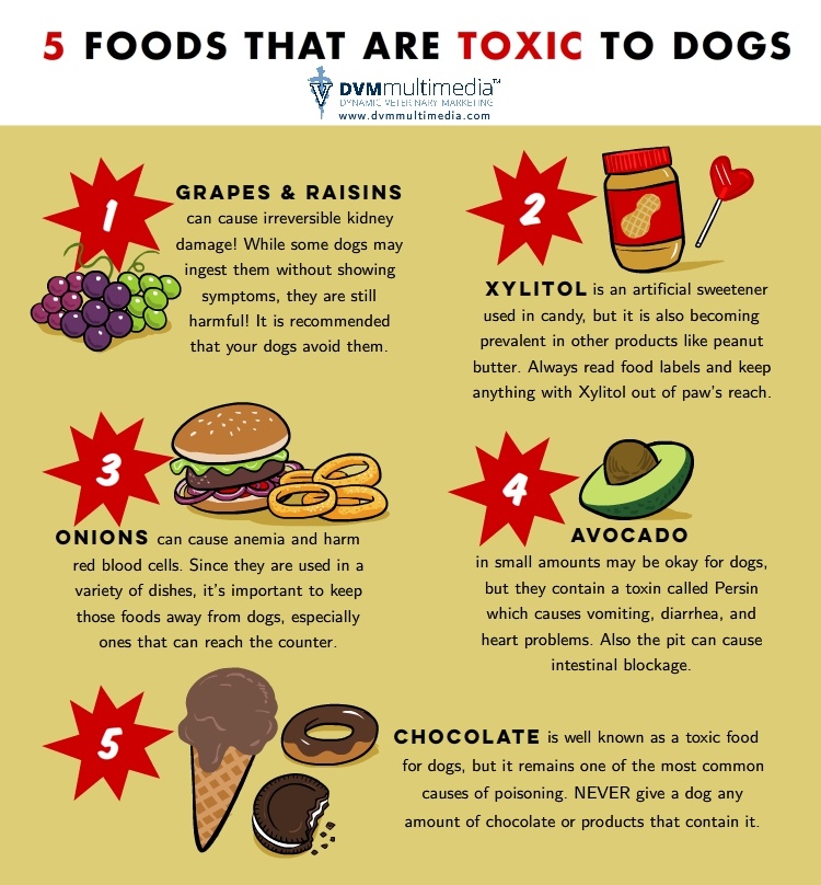 DVM-ToxicFoodsForDogs-750px