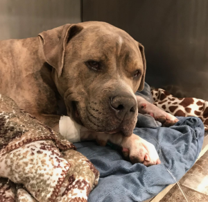 Screen Shot 2018-01-16 at 1.00.08 PM