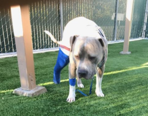 Screen Shot 2018-01-16 at 12.59.46 PM