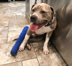 Screen Shot 2018-01-16 at 12.59.58 PM