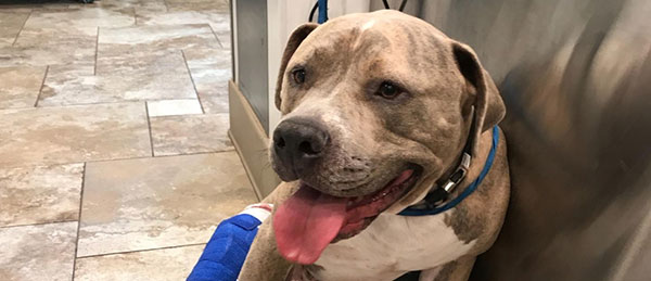 Hunter and Doctor Multimedia’s Story